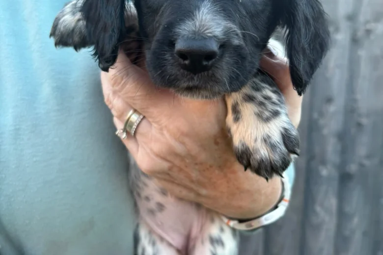 Sprocker Spaniel