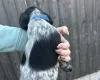 Sprocker Spaniel