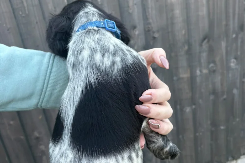 Sprocker Spaniel