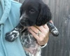 Sprocker Spaniel