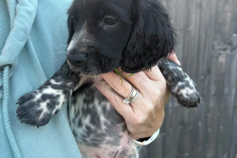 Sprocker Spaniel