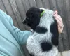 Sprocker Spaniel