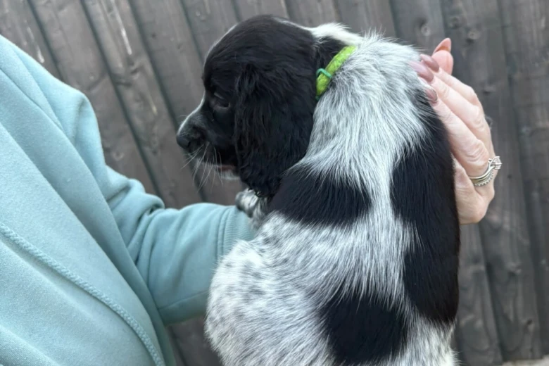 Sprocker Spaniel