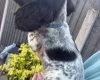 Sprocker Spaniel