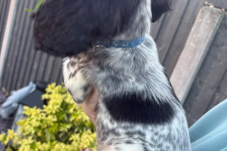 Sprocker Spaniel