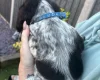Sprocker Spaniel