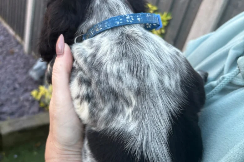 Sprocker Spaniel