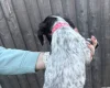 Sprocker Spaniel