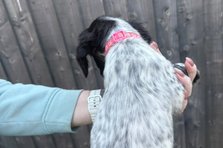 Sprocker Spaniel