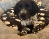 Sprocker Spaniel
