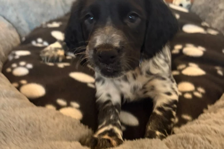 Sprocker Spaniel