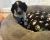 Sprocker Spaniel