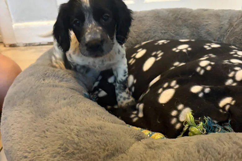 Sprocker Spaniel