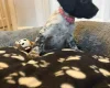 Sprocker Spaniel