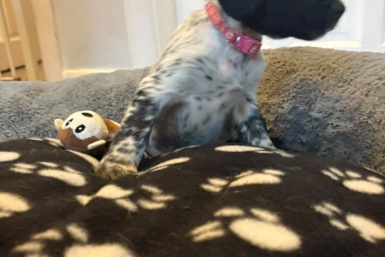 Sprocker Spaniel