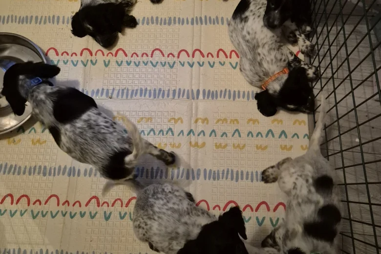 Sprocker Spaniel