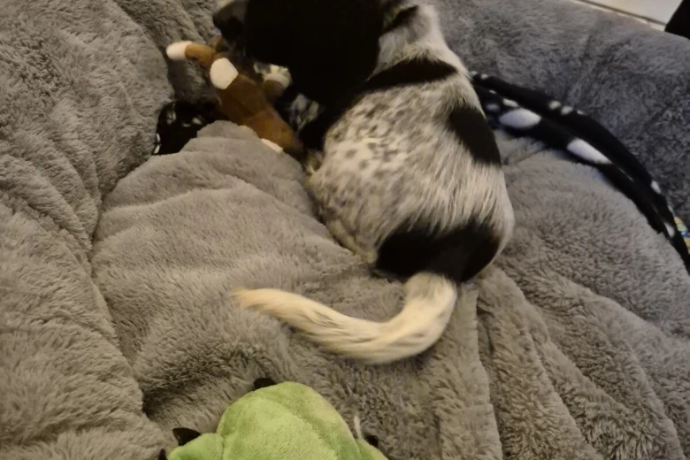 Sprocker Spaniel