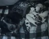 Sprocker Spaniel