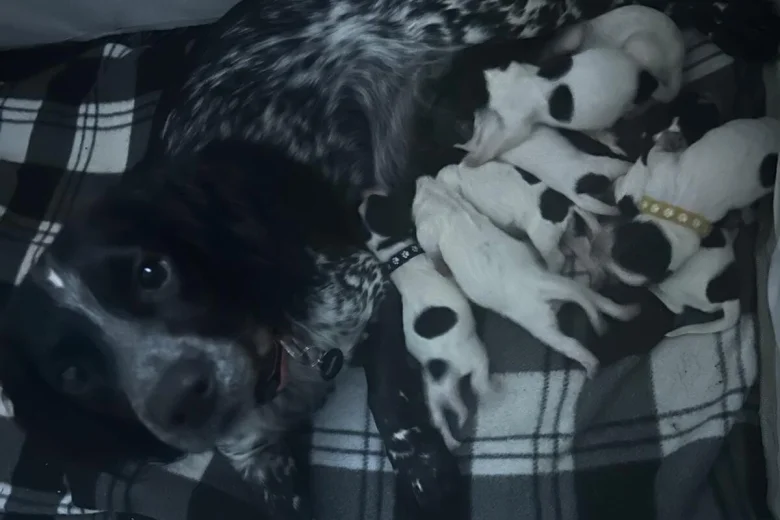 Sprocker Spaniel