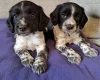 Sprocker Spaniel