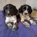 Sprocker Spaniel