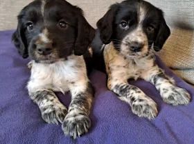 Sprocker Spaniel