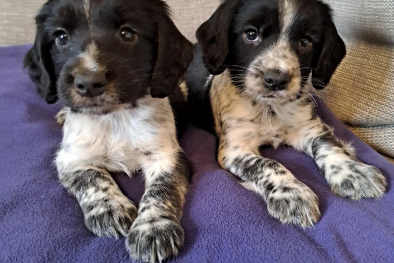 Sprocker Spaniel