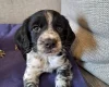 Sprocker Spaniel