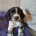 Sprocker Spaniel
