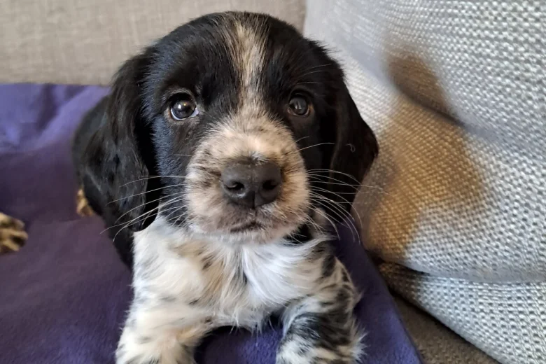 Sprocker Spaniel