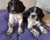 Sprocker Spaniel