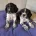 Sprocker Spaniel