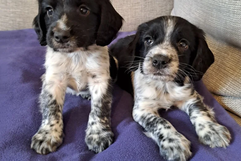 Sprocker Spaniel