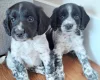 Sprocker Spaniel