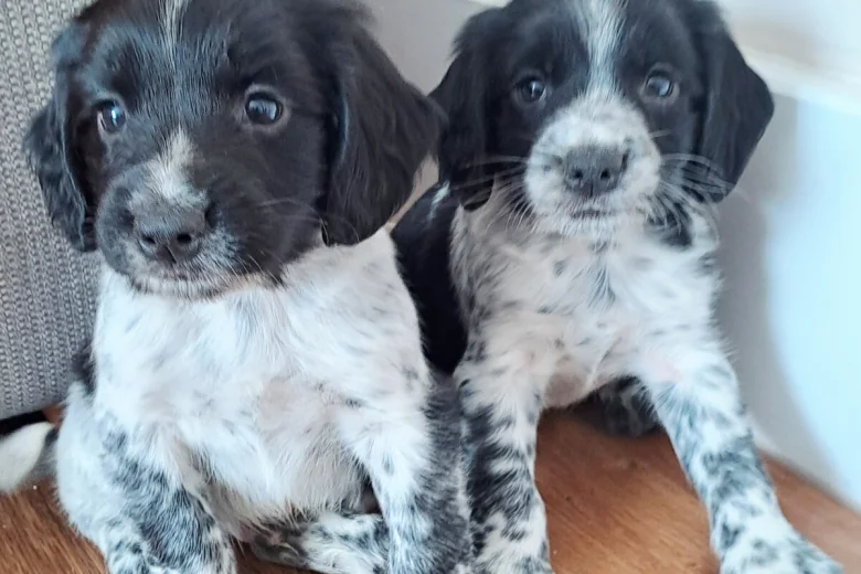 Sprocker Spaniel