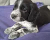 Sprocker Spaniel