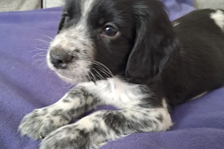 Sprocker Spaniel