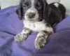 Sprocker Spaniel