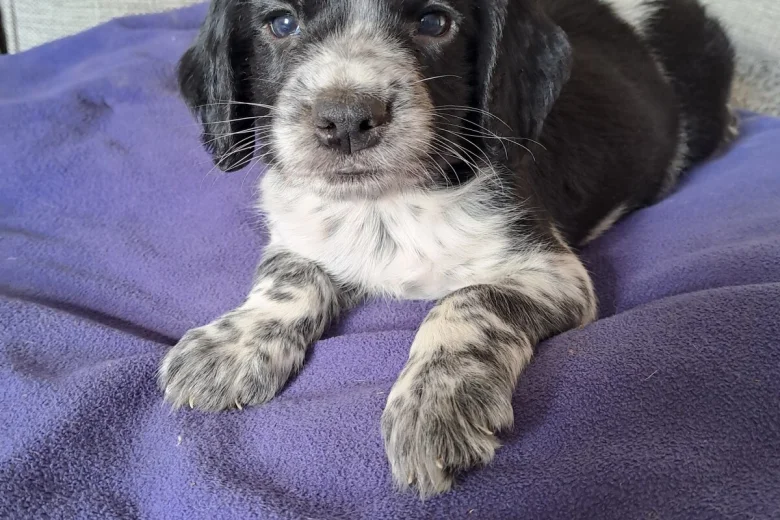 Sprocker Spaniel