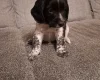Sprocker Spaniel