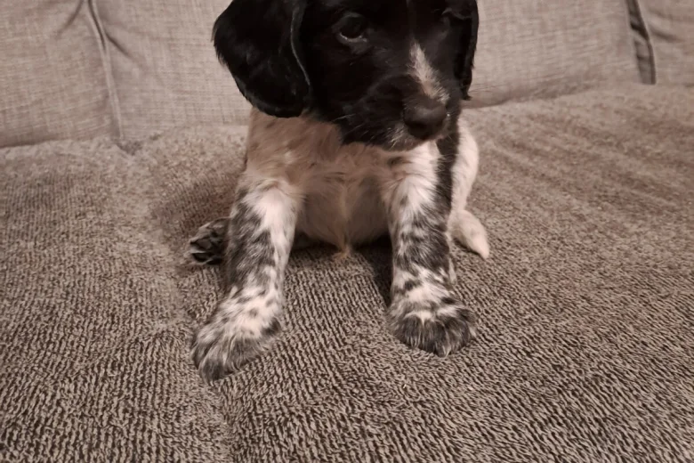 Sprocker Spaniel