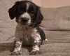Sprocker Spaniel
