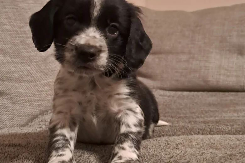 Sprocker Spaniel