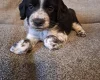 Sprocker Spaniel