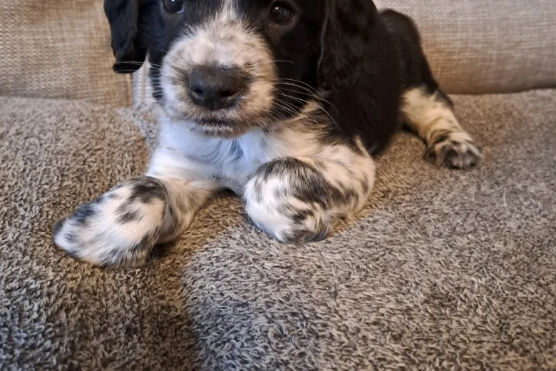 Sprocker Spaniel