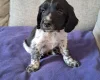 Sprocker Spaniel