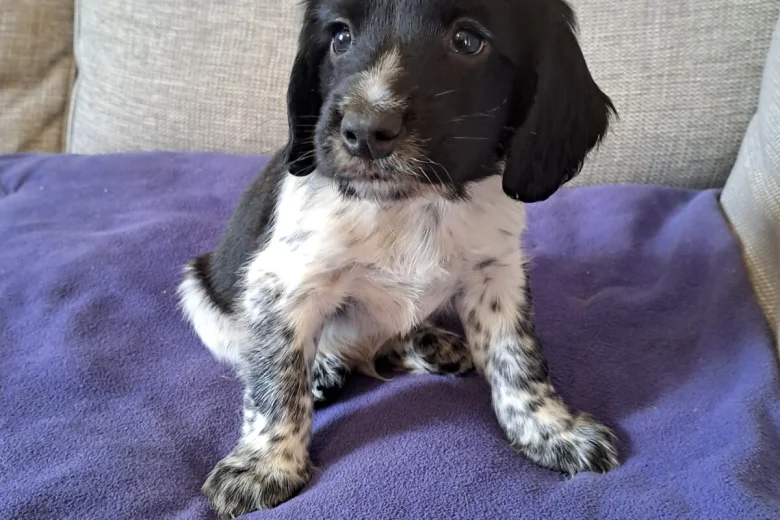 Sprocker Spaniel