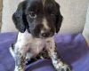 Sprocker Spaniel