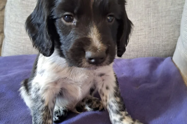 Sprocker Spaniel