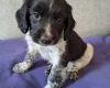 Sprocker Spaniel